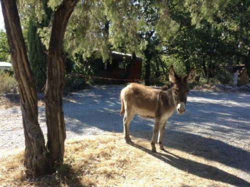 a donkey is standing next to a tree at Suite Nid d'Amour et Spa privatif in Vogüé