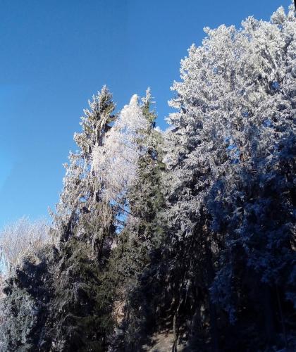 two trees covered in snow with a blue sky at Romantiche Orobie B&B in Bordogna