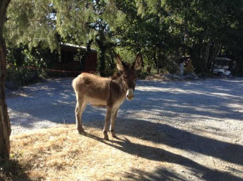 a donkey standing on the side of a road at Suite Nid d'Amour et Spa privatif in Vogüé