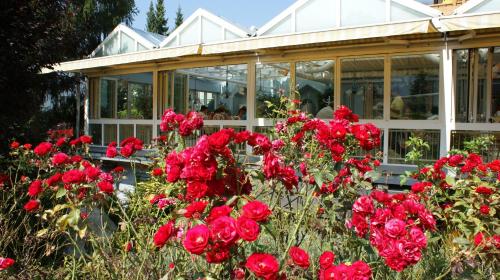 a group of red flowers in front of a greenhouse at Dolomitenhotel Lienz in Lienz