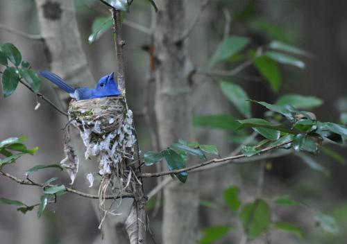 a bird perched on top of a tree branch at Back of Beyond - Wild Haven in Sigiriya