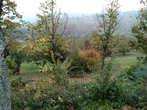 a view from the top of a field with trees at Cascina Baresane in Alba