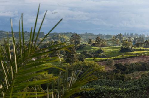 a view of a tea plantation with a palm tree at Bio Habitat Hotel in Armenia