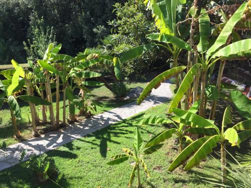 a row of banana trees in a garden at Eden Park Hotel in Marina di Campo