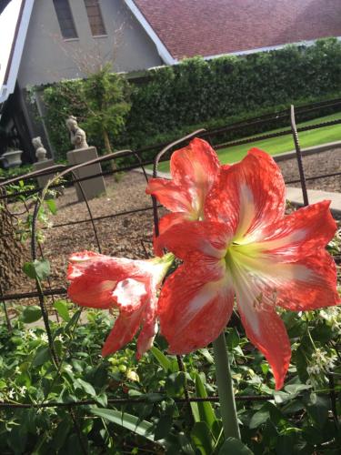 een rode en witte bloem in een tuin bij Villa Brocant Guest house in Vryburg
