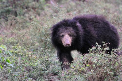 a large black bear walking through a field at Mahoora Yala - by Eco Team in Yala
