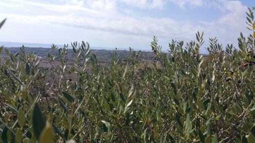 a field of tall grass with a sky background at Casa Villaggio Pirandello in Agrigento