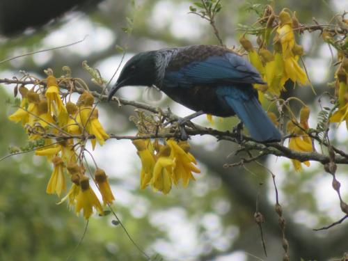 Animales en el bed & breakfast o alrededores