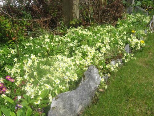 a flower garden with white flowers and a rock at Kenmare House in Kenmare