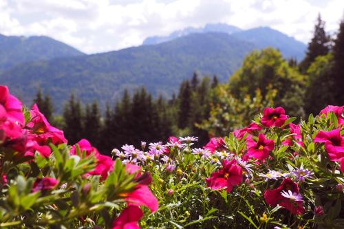 a bunch of pink flowers with mountains in the background at Ferienhaus Waldhof in Hermagor