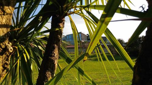 a view of a palm tree with a house in the background at Tempus Hotel & Spa in Ponte da Barca