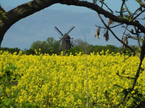 Zur Mühle Lemkenhafen auf Fehmarnにある庭