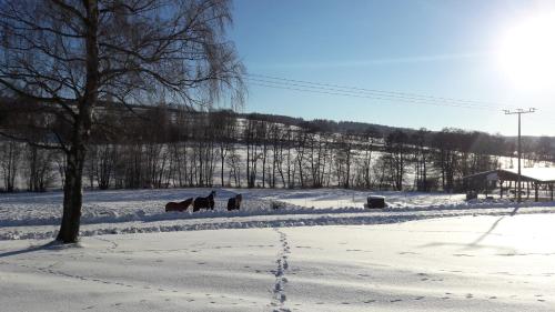 two horses grazing in a snow covered field at Ferienwohnung auf dem Pferdehof in Schotten