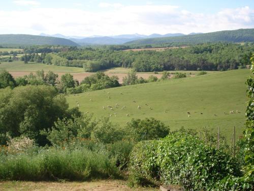 a herd of sheep grazing in a green field at Gîte du Tarbésou in Régat