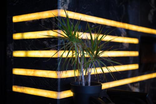 a plant in a pot in front of a window at H Hotel & SPA - Adults Only in St Julian's