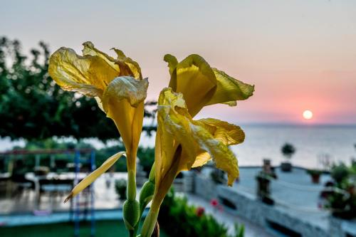 a yellow flower with the sunset in the background at Hotel Agios Thomas in Ligia