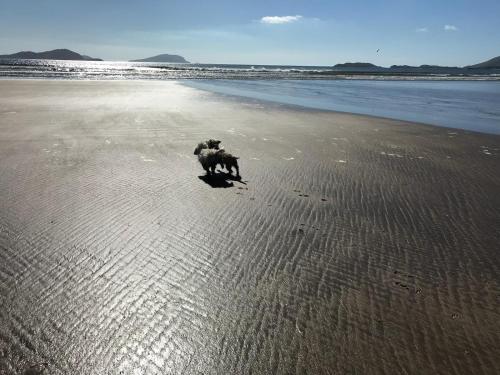 a dog running on a beach near the water at Skellig Port Accomodation - 2 Bed Apartment in Portmagee