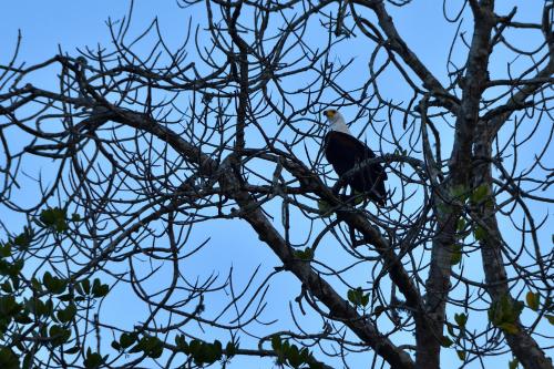 a bird perched on top of a tree branch at Bahari Pori Resort in Pangani