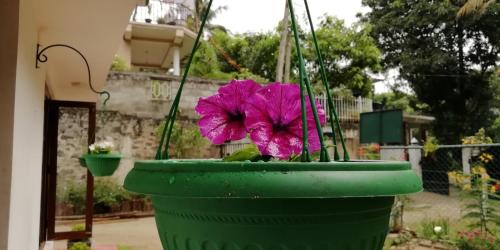 a green potted plant with a purple flower in it at Mahaweli Shades in Kandy