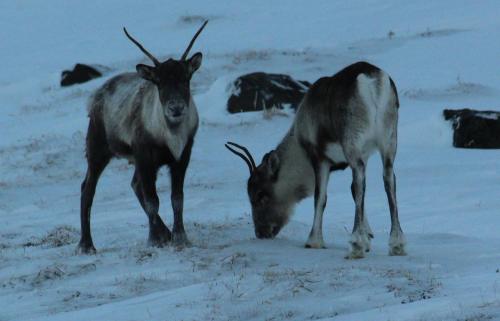 Animales en el hotel o alrededores