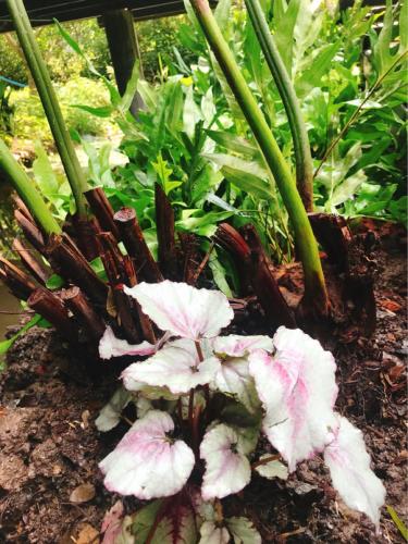 a group of white flowers in a garden at 88 Homestay in Bang Chak