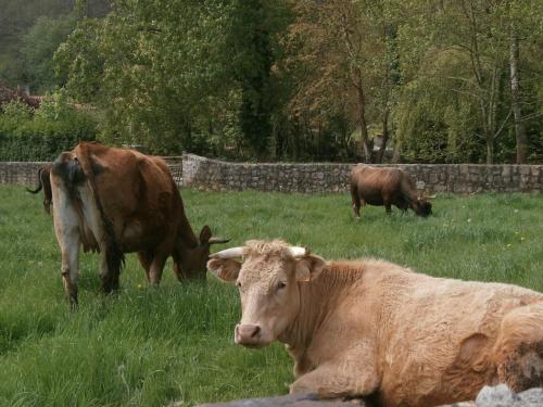 three cows are grazing in a field of grass at Casona Camino Real De Selores in Selores