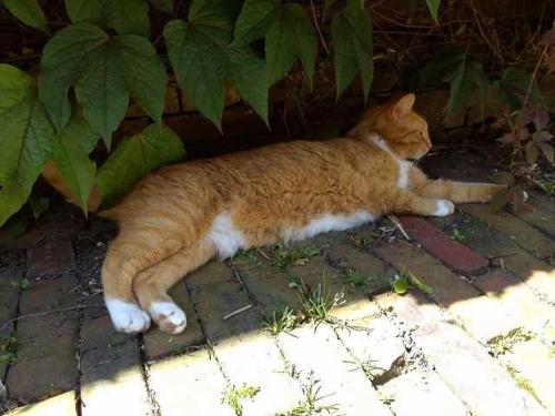 Domácí mazlíčci ubytovaní s hosty v ubytování Ferienwohnung unterm Reetdach