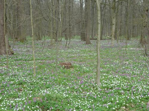 Ein Garten an der Unterkunft Apartmán ZA-KA 1 ubytování Litovel
