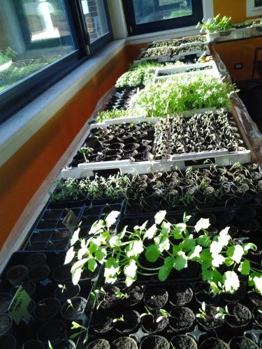 a row of potted plants in a greenhouse at Agriturismo Bio-Ecologico Sant'Isidoro in Roccaforte Mondovì
