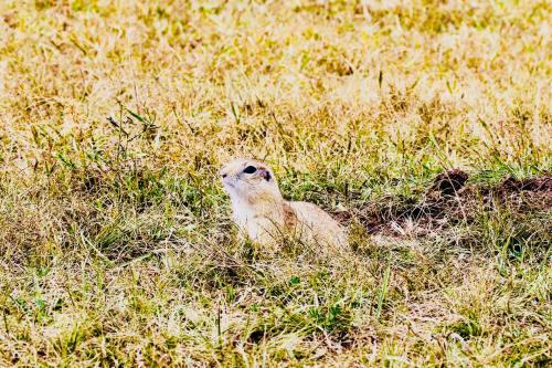 a bird is sitting in the grass at Lemongo Youth Hostel Hohhot in Hohhot