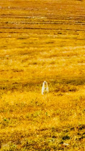 a dog is standing in a field of grass at Lantern Hotel in Hohhot