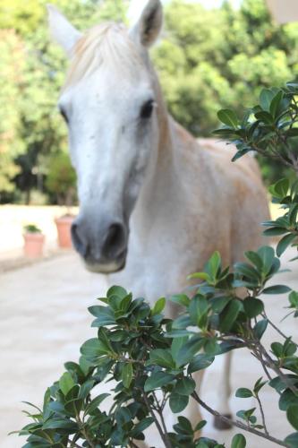 a white horse standing next to a tree at Tenuta Ferraro Gallipoli in Gallipoli