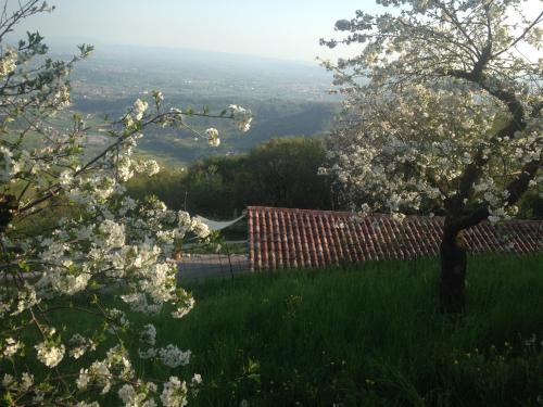 drzewo z białymi kwiatami na polu trawy w obiekcie CalVenere w mieście Calvene