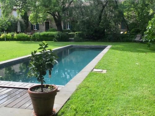 une plante en pot installée à côté d'une piscine dans l'établissement La Maison Du Village, à Val-de-Dagne