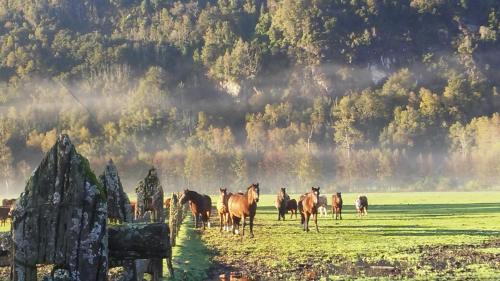 a group of horses standing in a field at Mavidahue in llifen