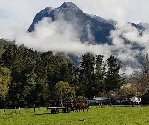 a group of cows grazing in a field with a mountain at Mavidahue in llifen