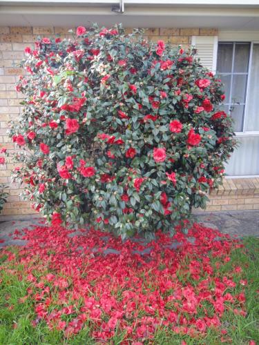 a large bush of red roses in front of a house at Town and Country Motor Inn in Tamworth