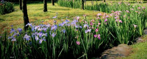 a bunch of pink and purple flowers in a field at Rainbow Bridge B&B in Sanzhi