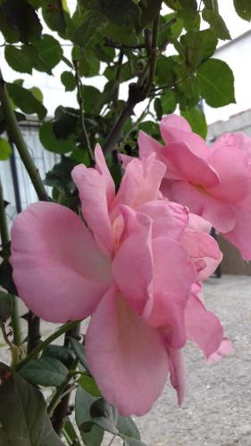 a pink flower is growing on a tree at las cuatro eme in Paysandú