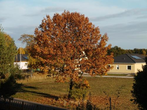 a tree in the middle of a field at Ferienwohnung im Neubauernweg 3 in Hoppegarten
