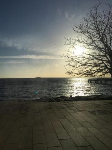 a tree sitting next to the water with the sun at Ostseeblick Sassnitz in Sassnitz