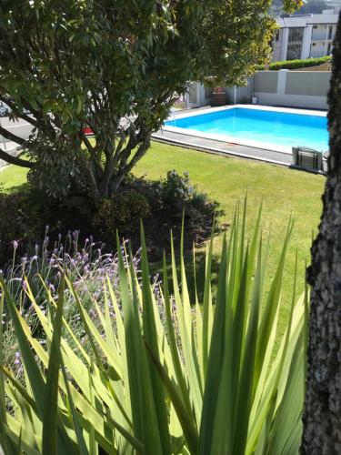 a garden with a tree and a swimming pool at Picton House B&B and Motel in Picton