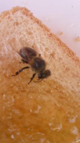 ホステルの敷地内または近くにいる動物
