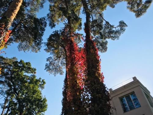 a tree covered in christmas lights in front of a building at SPA Hotel in Vorzelʼ