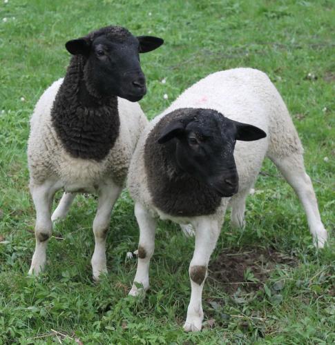 two sheep standing next to each other in a field at Hotel Schäfflerhof in Bischofsmais