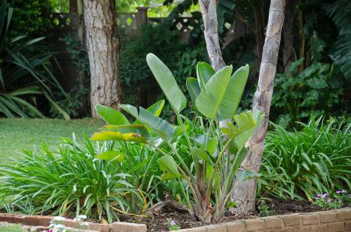a garden with green plants and a tree at Hillside Manor in Bulawayo