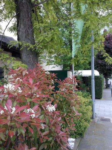 a bush with red leaves and white flowers next to a tree at Ducathotel in Torrile