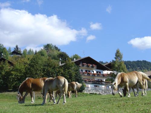 a group of horses grazing in a field at Haus Hafner in Avelengo