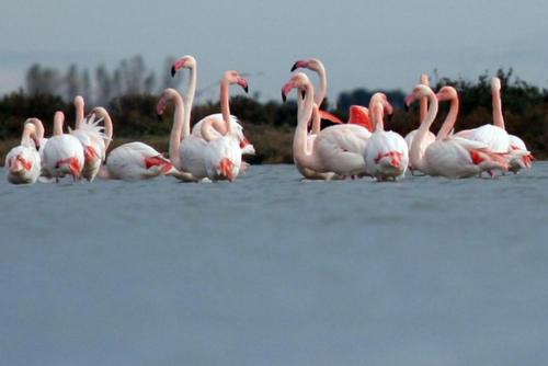 a group of pink flamingos standing in the water at Superbe ! Appart T3 - Vue mer - Garage in Palavas-les-Flots
