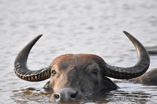 Animales en el camping o alrededores